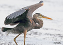 Ardea herodias